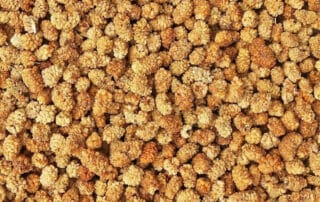 Bio Maulbeeren hell