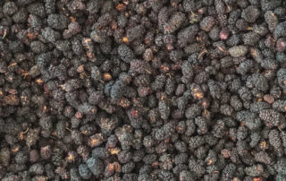 Bio Mauleeren schwarz